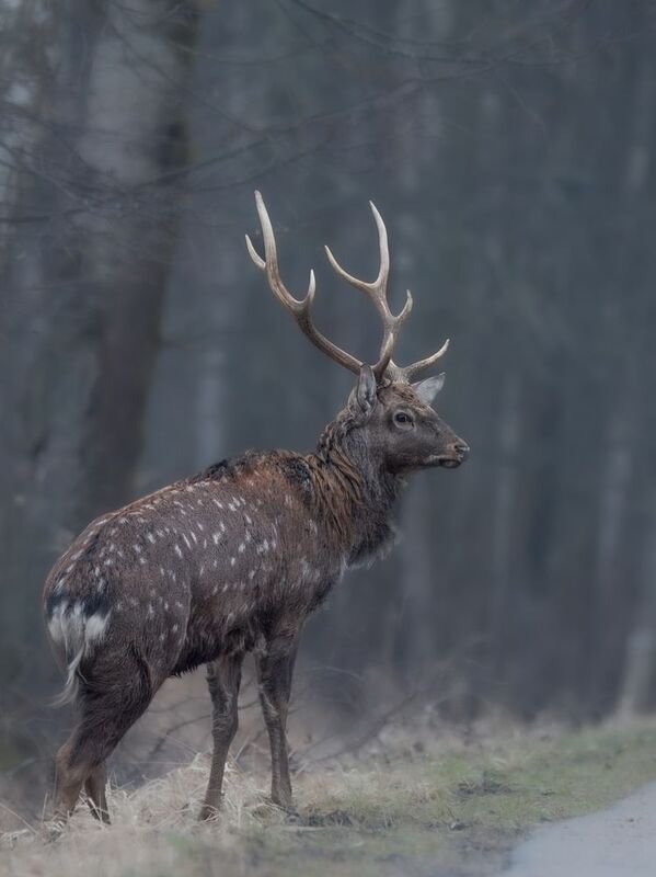 олень, лес, поход, природа, deer, forest, nature, naturephotografy, nikon, nikonrussia, никон На обочинеphoto preview