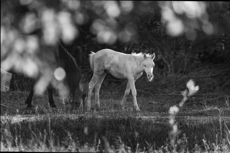 пейзаж, чб, черно белое, репортаж, природа, лошадь, жеребенок, лето photo preview