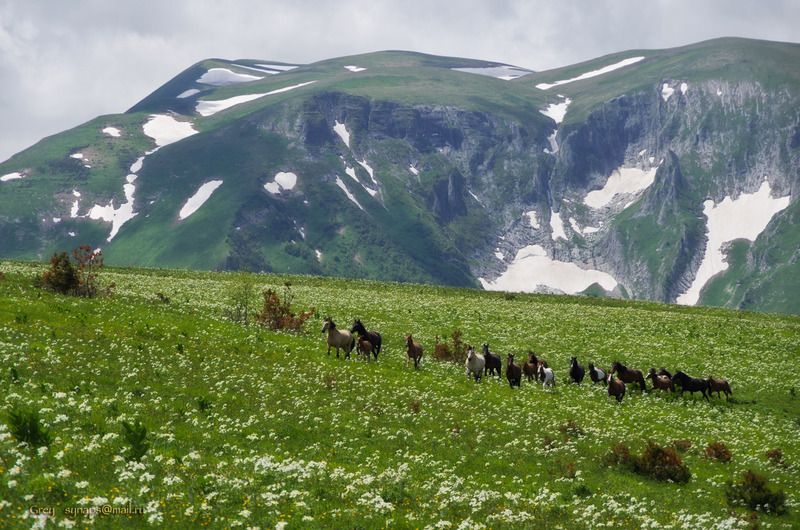 горы адыгея кони луга альпика лагонаки Ветер и Воля!photo preview