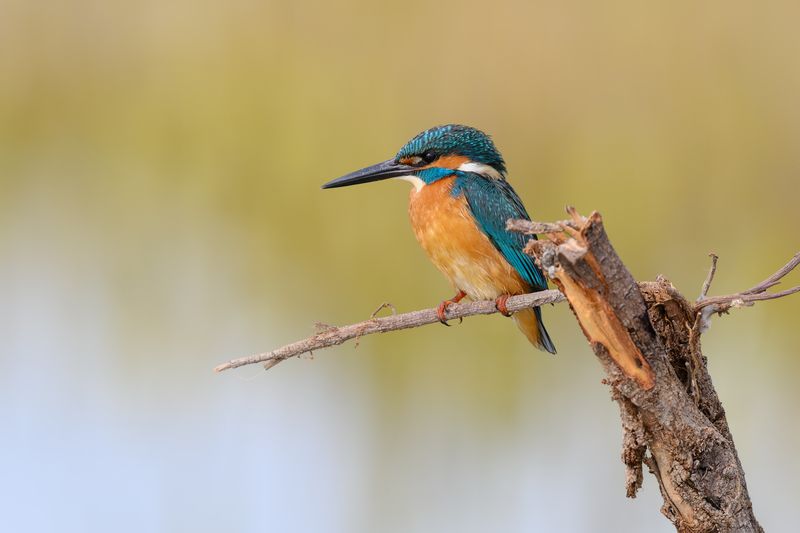 птица, фотоохота, зимородок, природа, фауна Зимородокphoto preview