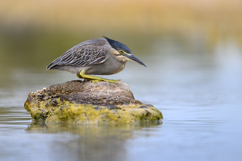 птица, фотоохота, цапля, природа, фауна Зеленая квакваphoto preview