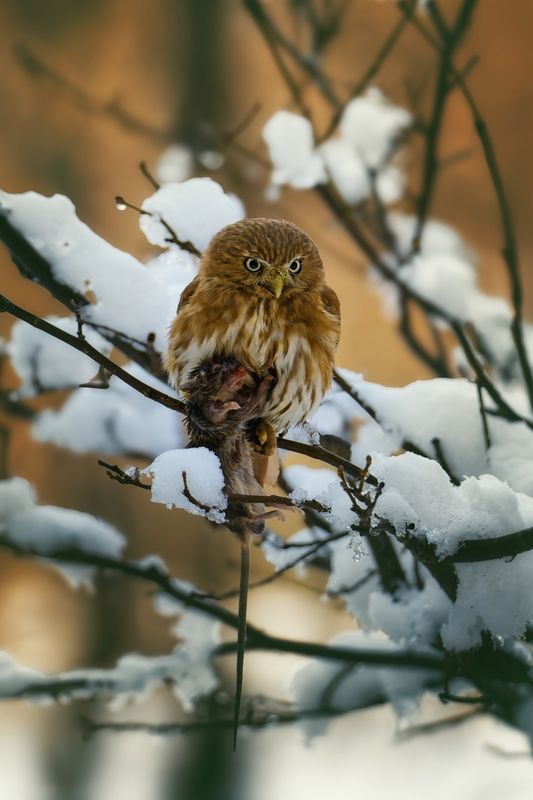 #WildlifePhotography #NorthernPygmyOwl #NaturePhotography #WinterWildlife #BirdOfPrey #WildlifeInWinter #SnowyScene #BirdPhotography #NatureMoments #WildlifeHunting #RaptorPhotography #WildlifeInSnow #NatureInWinter #OwlPhotography #WildlifeCapture Winter\'s Feastphoto preview