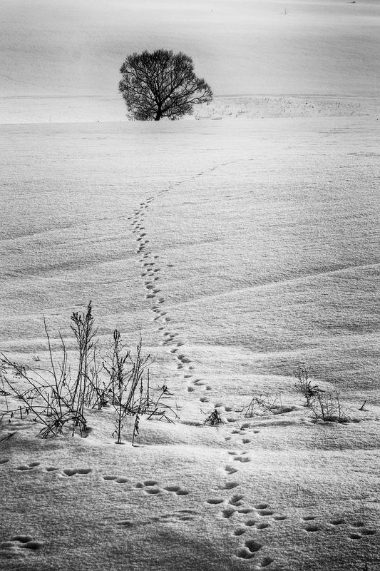 зима снег следы ***photo preview