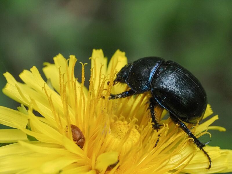 макро, навозник, малинный на одуванчикеphoto preview