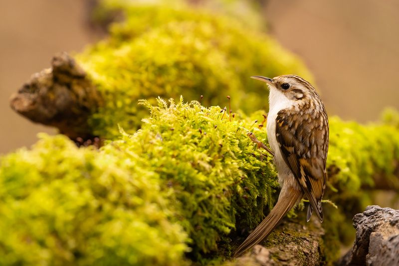 Certhia familiarisphoto preview