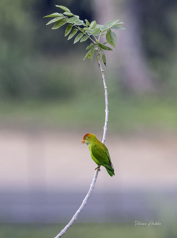 Цейлонский висячий попугайчик  (Sri Lanka hanging parrot)photo preview