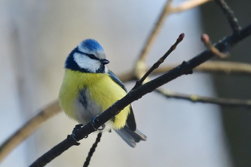Lapis lazuli is ordinary..photo preview