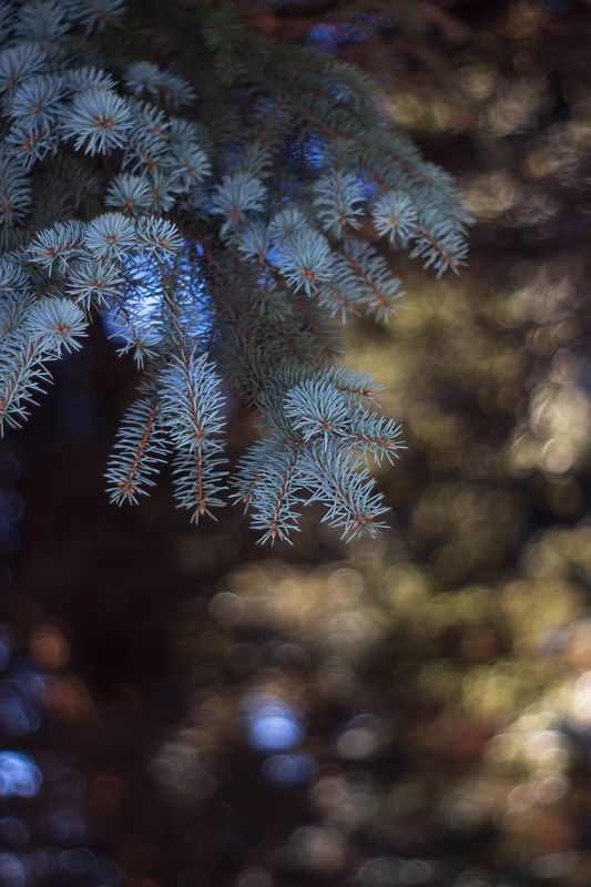 ель, боке, мануальная оптика, bokeh, pentacon, Солнечный февральphoto preview