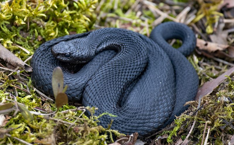 гадюка змея Гадюка-меланисткаphoto preview