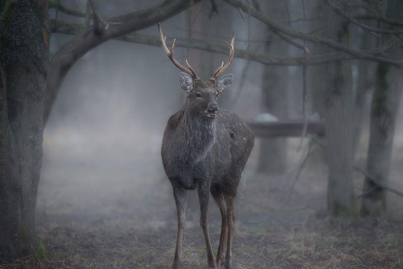 олень, лес, поход, природа, deer, forest, nature, naturephotografy, nikon, nikonrussia, никон Сквозь туманphoto preview