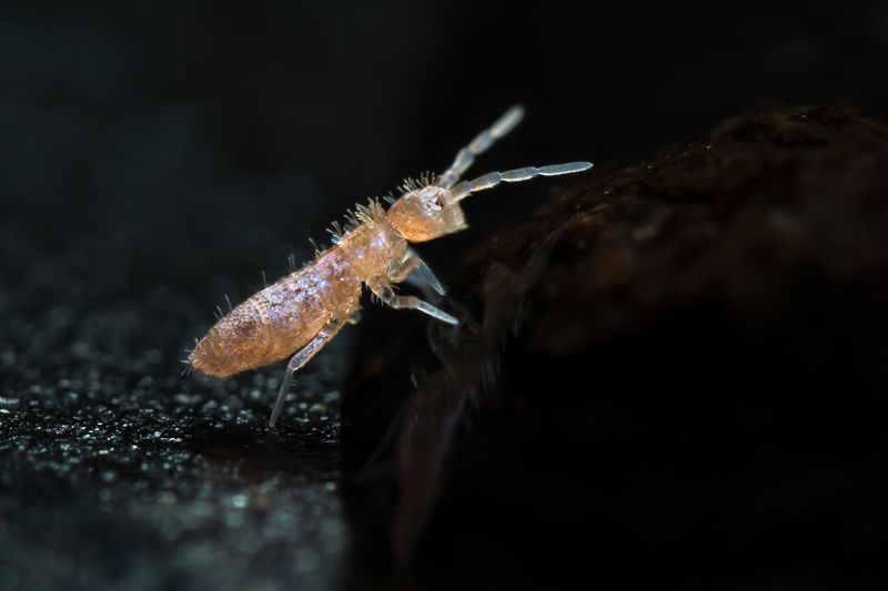 Коллембола Чёрное зеркалоphoto preview