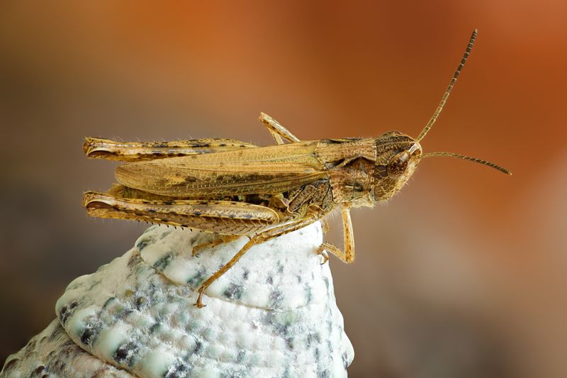 Кобылкаphoto preview