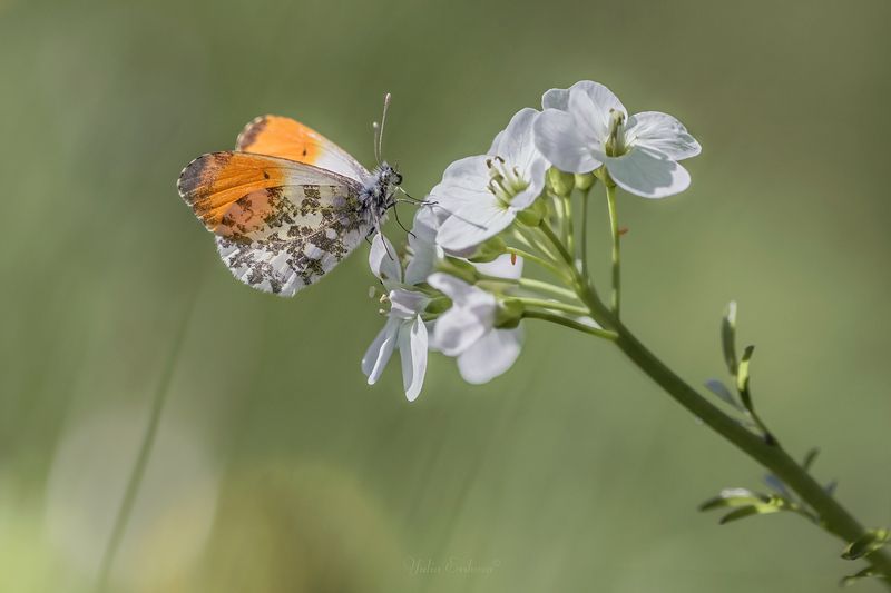 зорька, бабочка, макро Зорькаphoto preview