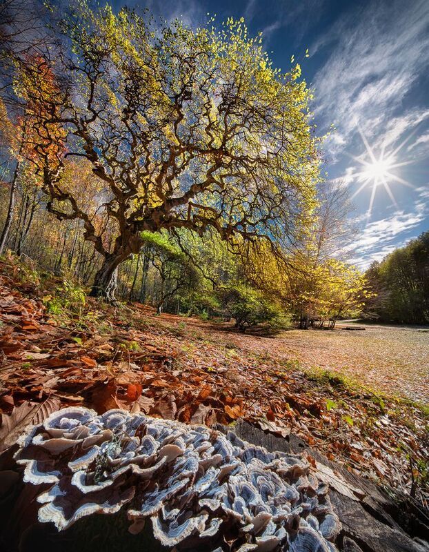 bulgaria, old tree, autumn The Ancient Giantphoto preview