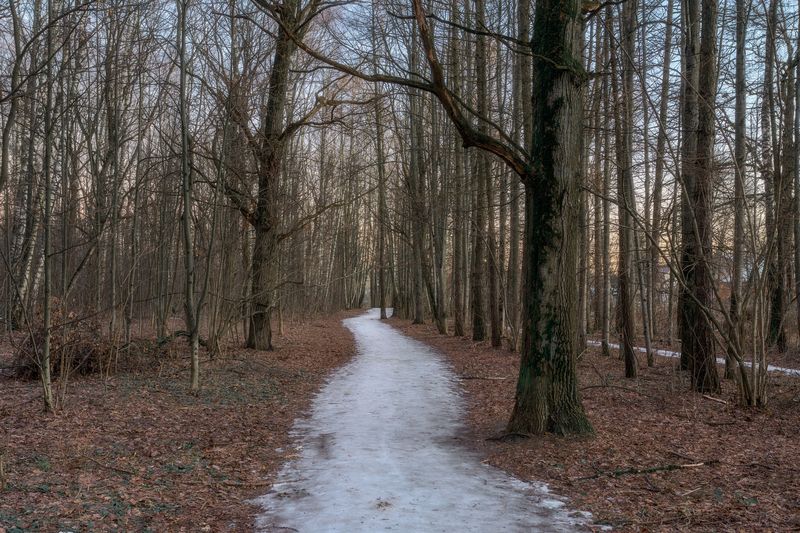 природа, лес, зимний пейзаж, теплая зима, лесной пейзаж, пейзаж, Московская область Такая зимаphoto preview