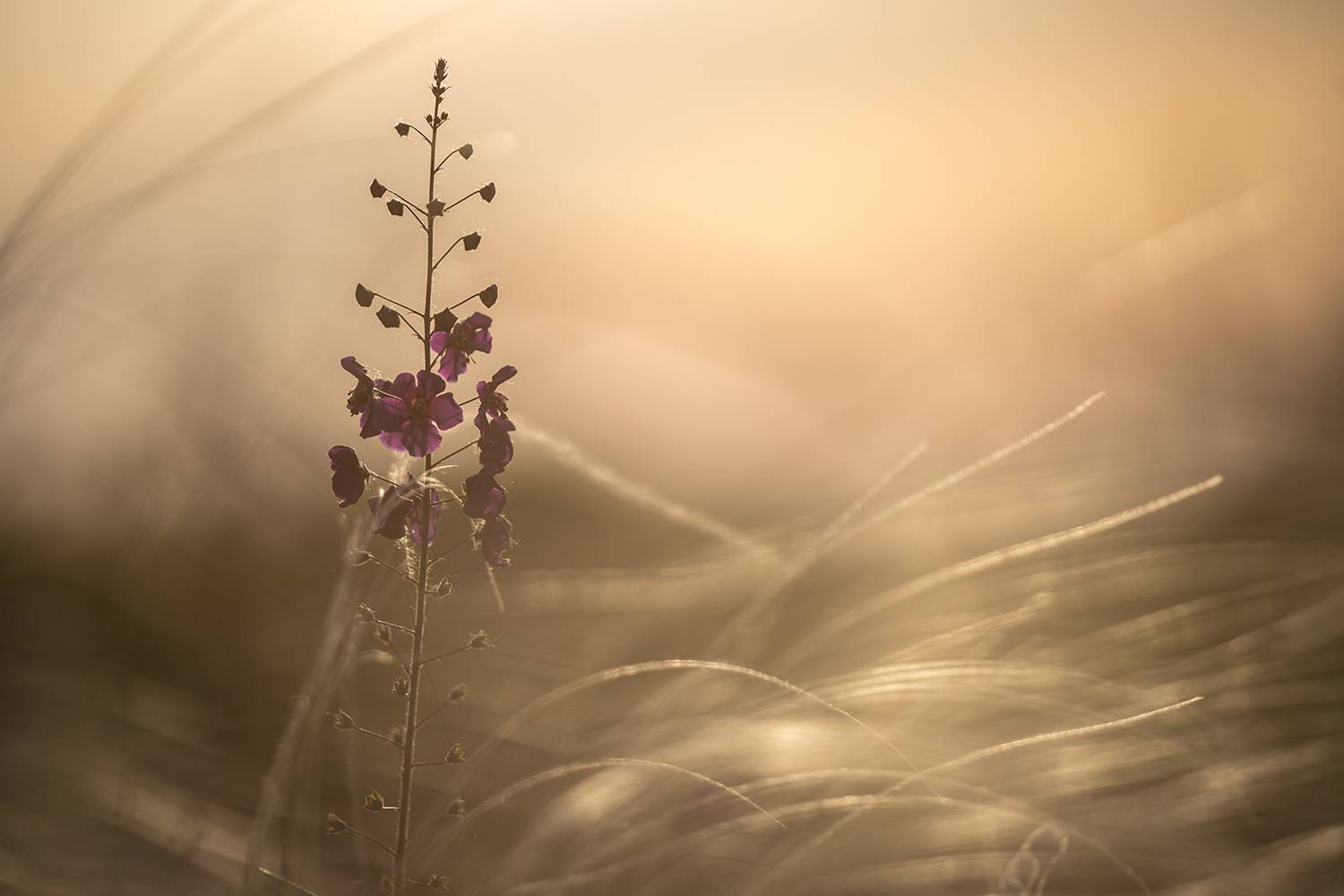 , Илья Михеев