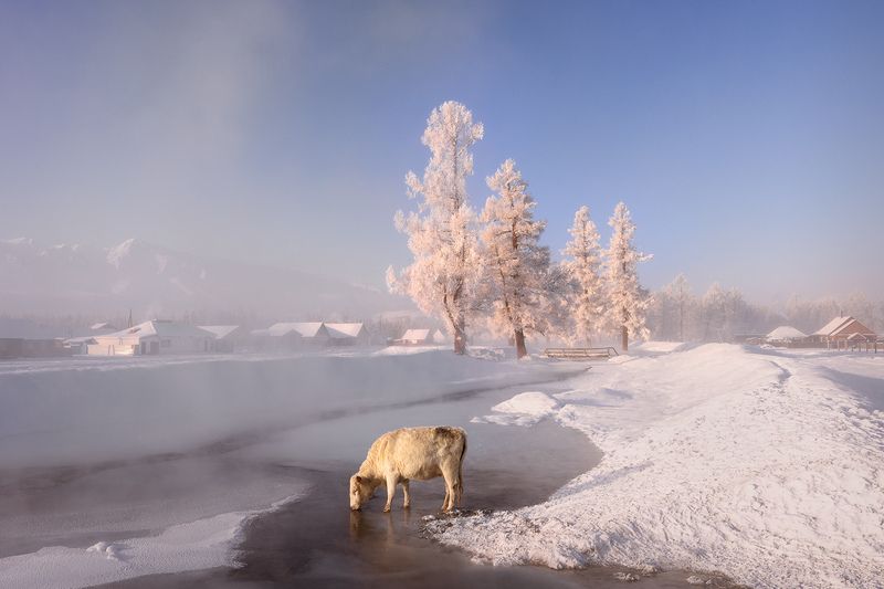 алтай, республика алтай, курай, зима, алтай, зимний алтай Утолить жажду! фото превью
