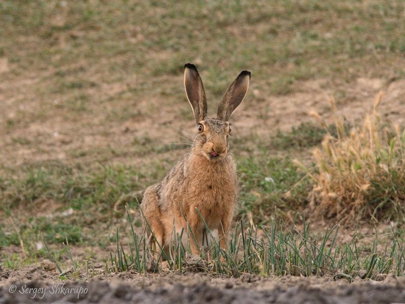 заяц, Крым Любопытная зайчиха фото превью