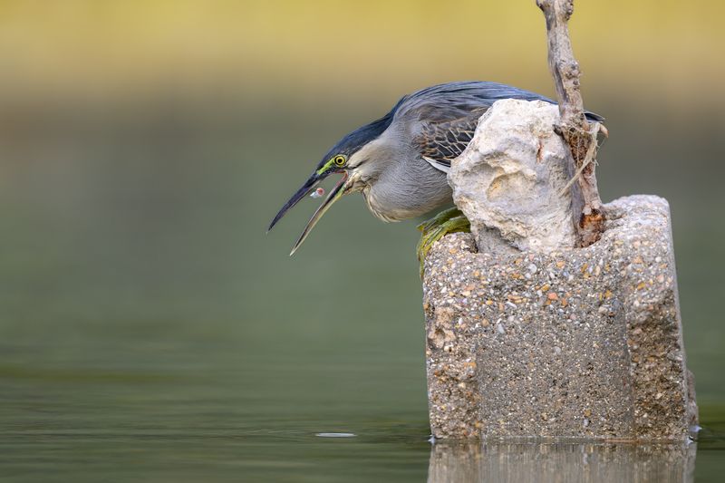 птица, фотоохота, цапля, природа, фауна Зеленая квакваphoto preview