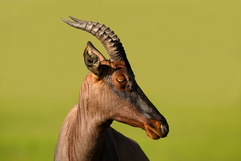 Антилопа Конгониphoto preview