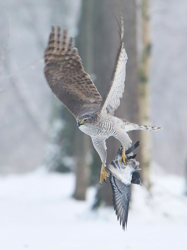птицы, ястреб, тетеревятник, зима Тетеревятник с добычейphoto preview