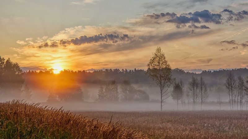 природа пейзаж лето лес березы туман дымка солнце облака поле подмосковье Летний восходphoto preview