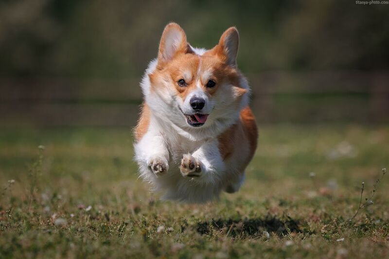 корги, вельш корги, пемброк, собака, бежит Шаровая коргимолнияphoto preview