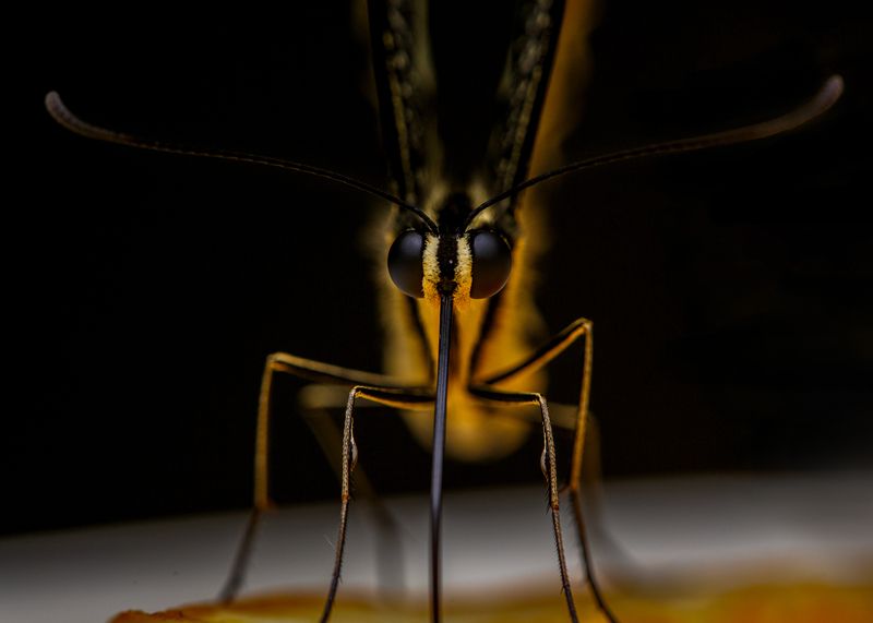 бабочка Бабочкаphoto preview