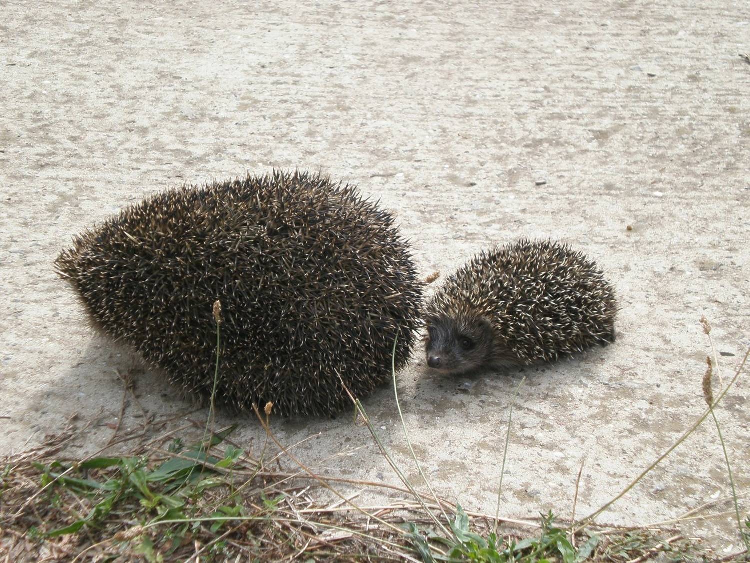, Савоцкий Роман