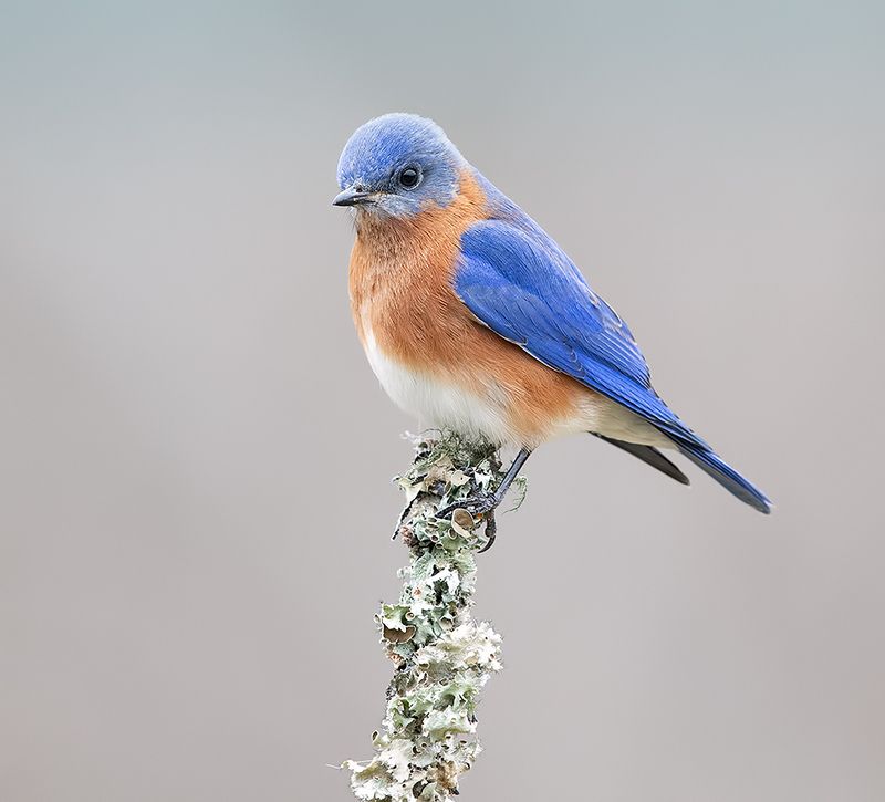 восточная сиалия, eastern bluebird, bluebird, winter bird Eastern Bluebird, male -Восточная сиалия, самецphoto preview