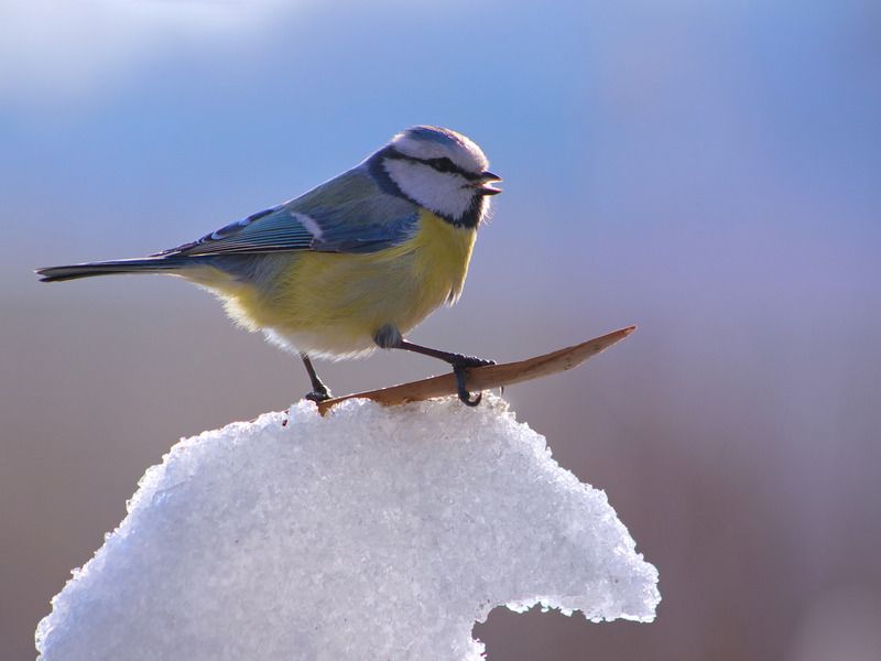 parus caeruleus, лазоревка, На гребне волны. Серфенгистка ツphoto preview