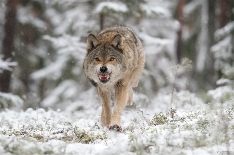 волк, серый волк, европейский волк, фототур в красный бор, красный бор, фотосъемка волков, grey wolf, canis lupus, фототуры 2025 ЗВЕРЬphoto preview
