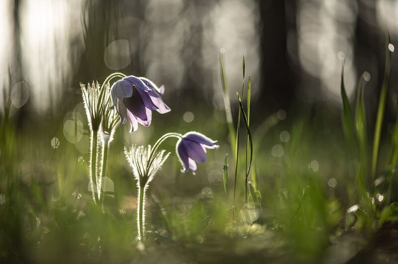 сон трава, россия, весна, апрель, воронеж, красота, nikon d 850, carl zeiss makro-planar t* 100mm f/2 zf.2 Апреля сны...photo preview