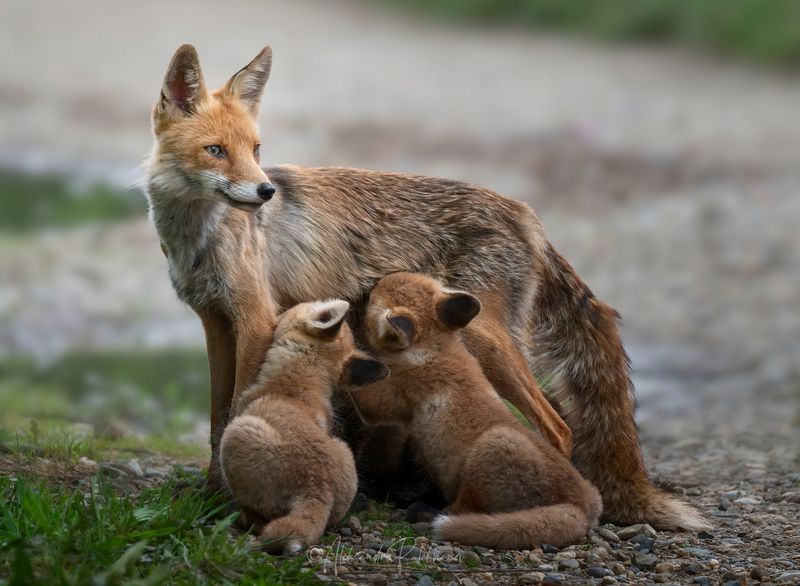 лиса, лисята, wildlife Лисьи историиphoto preview
