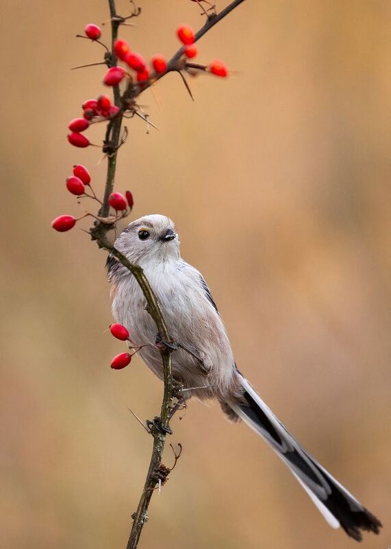 Long-tailed Tiphoto preview