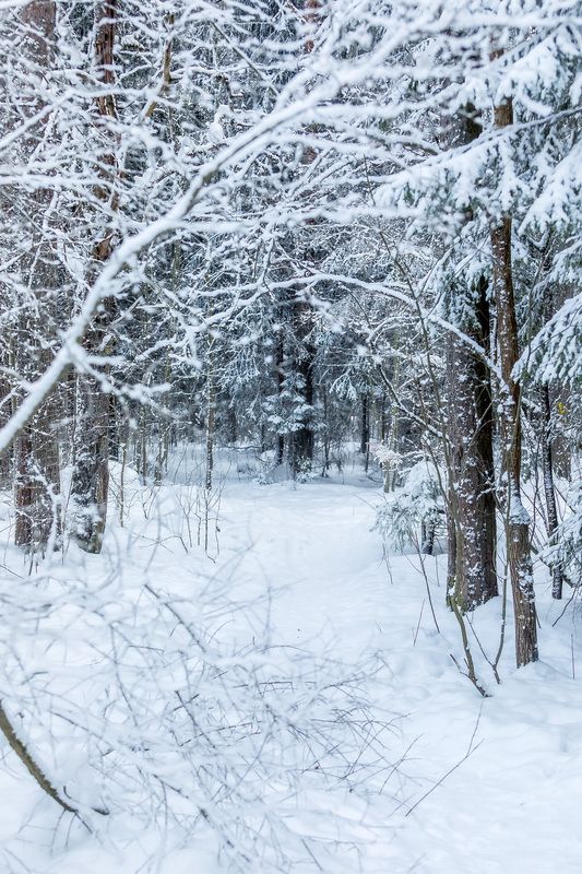 зима, природа, пейзаж, иней ***photo preview