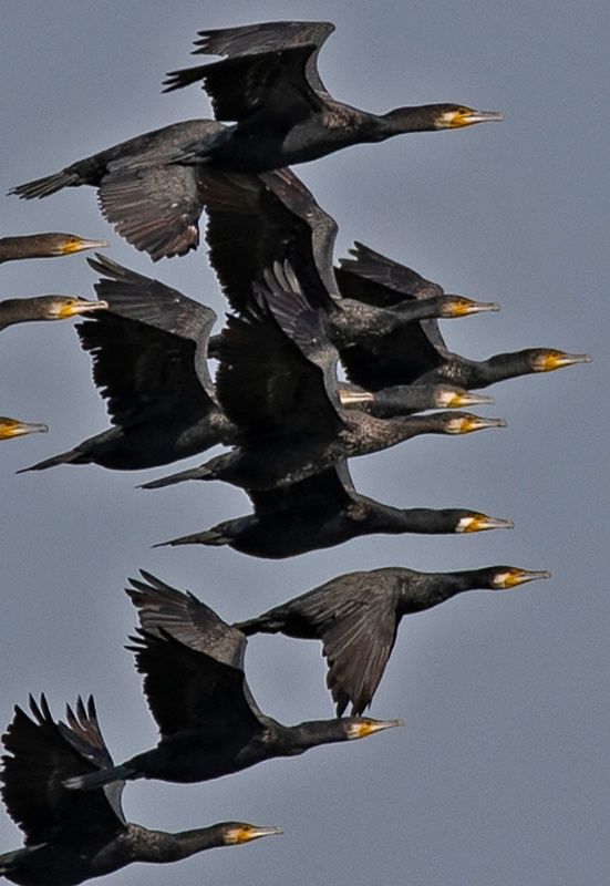 птицы баклан Полет валькирийphoto preview