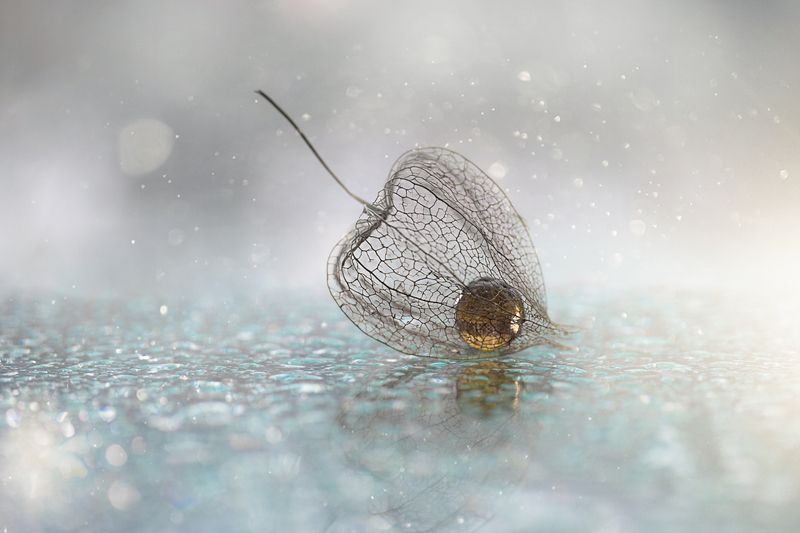 макро, macro, физалис, drops, canon photo preview