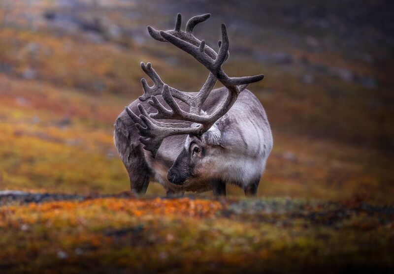 Deer, svalbard, norway, travel Svalbard Deerphoto preview