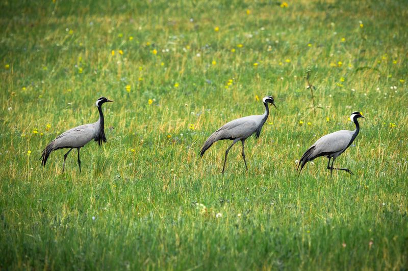 журавль, красавка, хакасия, птицы Три грации.photo preview