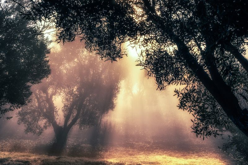 Рассвет в оливкой рощеphoto preview