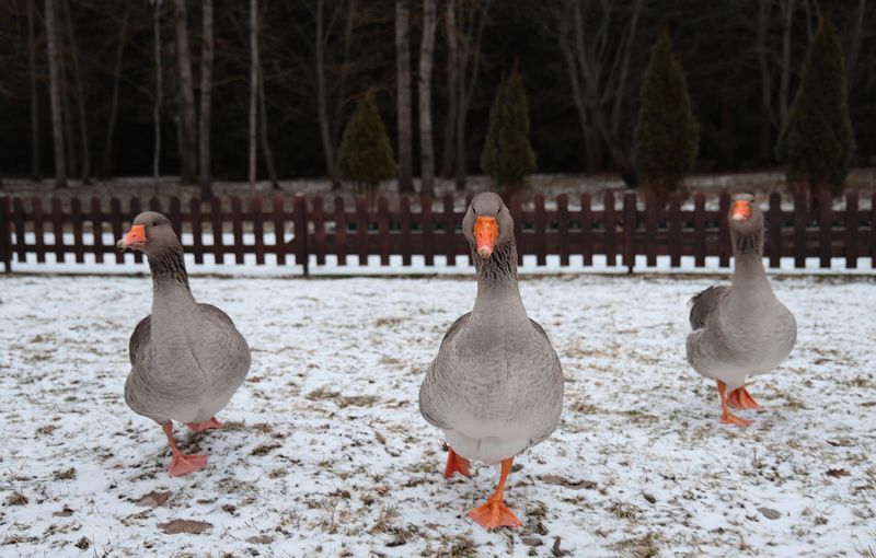 Бандаphoto preview