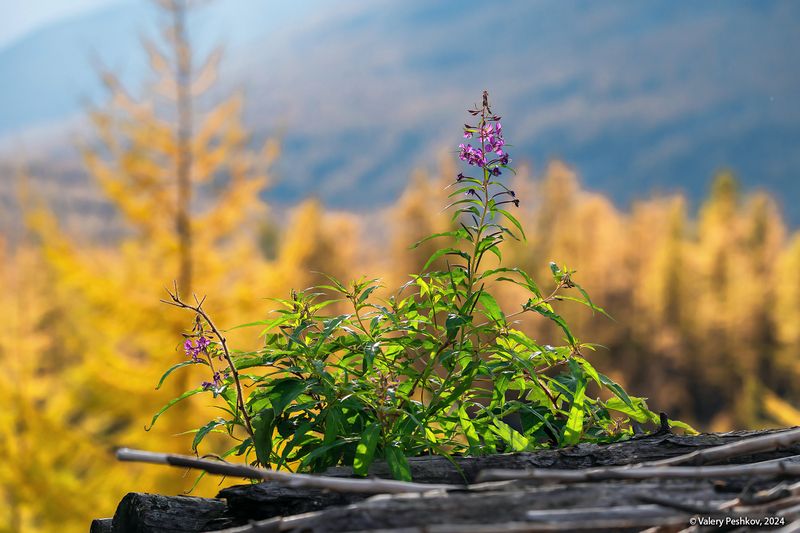плато путорана, иван-чай, цветение, золотая осень, лиственницы, таймыр, заполярье, база коваля, владимир коваль Иван-Чай не ко времениphoto preview
