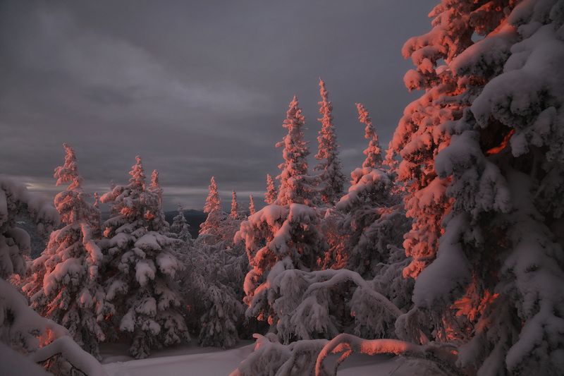 Уреньга, Южный Урал, Урал Уральский лесphoto preview