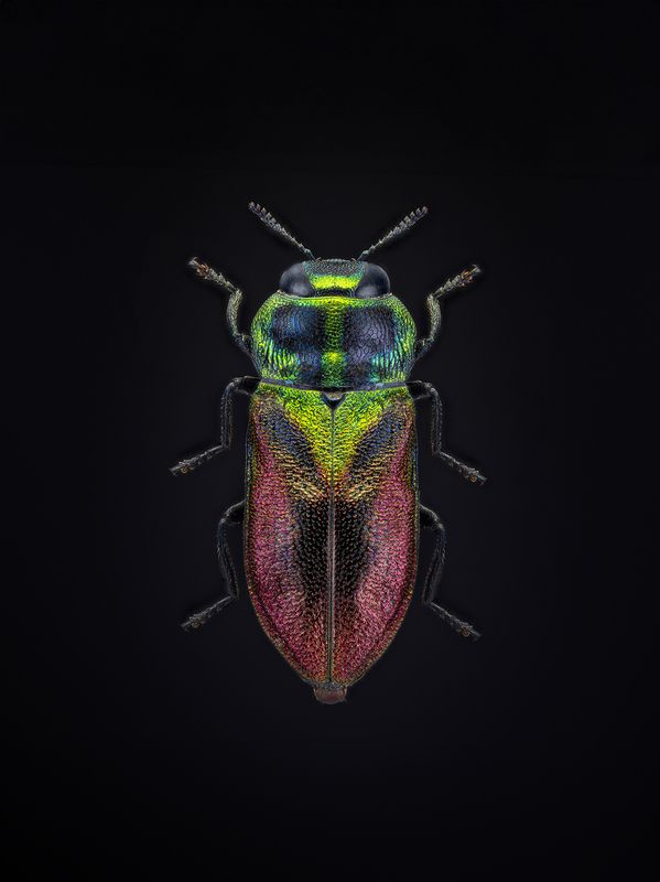 coleoptera, buprestidae, anthaxia bicolor Антаксия двуцветнаяphoto preview