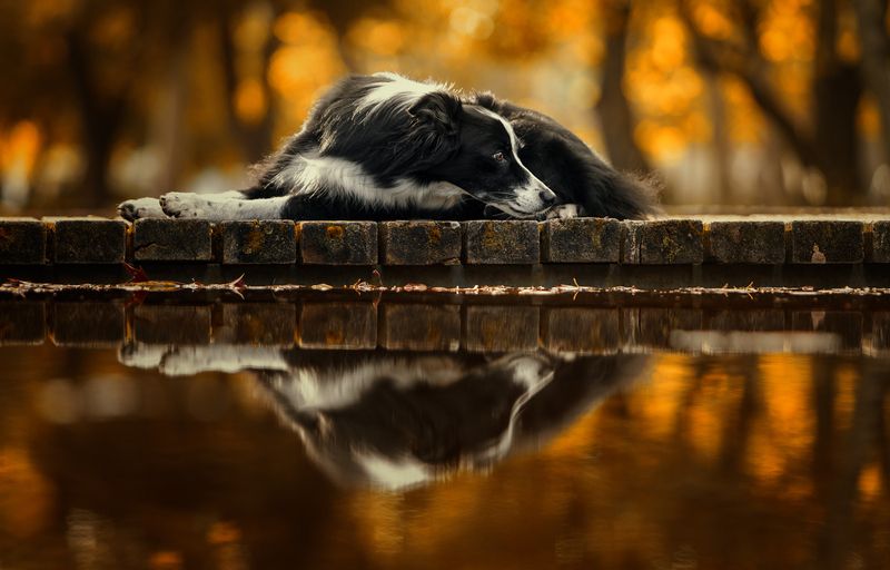 border collie,photography,dogs,pets,pose,reflection,water,autumn,natural light, B. Collie фото превью