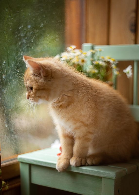 котенок, лето, балкон, цветы, кувшин,ромашки, боке,ирина горюкина ,беларусь,объектив гелиос 44 Летнееphoto preview