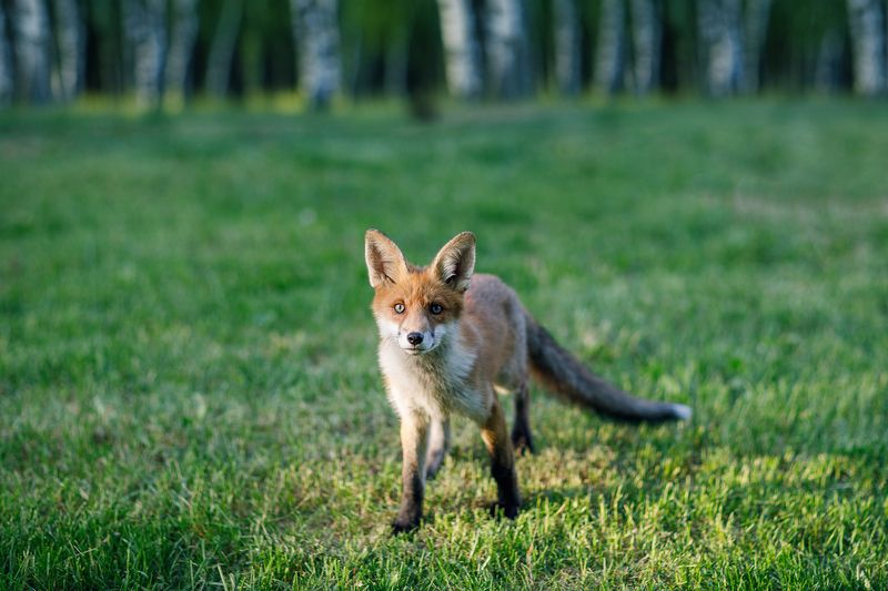 лисёнок Встреча на опушке фото превью