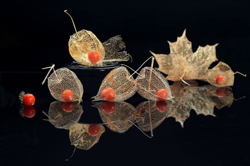 цветы, физалис, ягода Физалисphoto preview