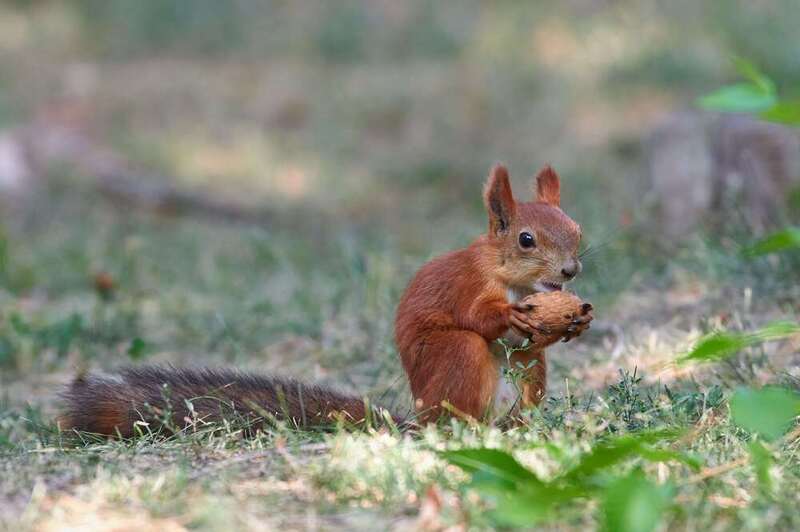 squirrel, volgograd, russia,  #photo preview